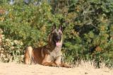 MALINOIS 144